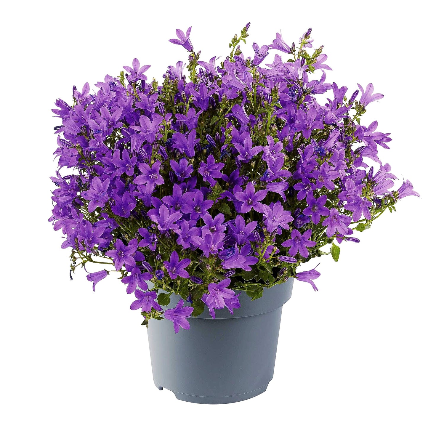 Polster-Glockenblume 'Catharina' (Campanula portenschlagiana)
