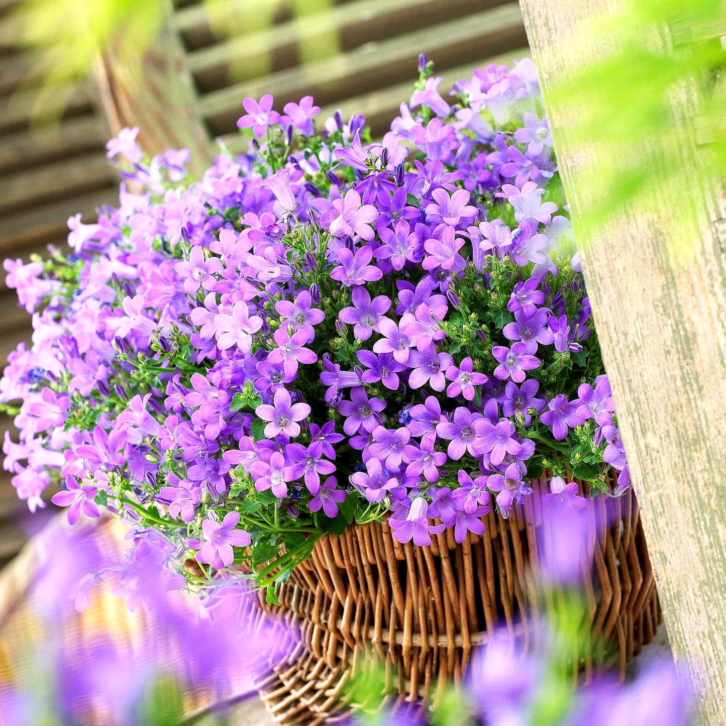 Polster-Glockenblume 'Catharina' (Campanula portenschlagiana)