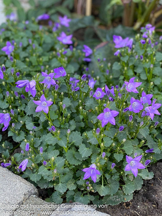 Polster-Glockenblume 'Resholt' (Campanula portenschlagiana)