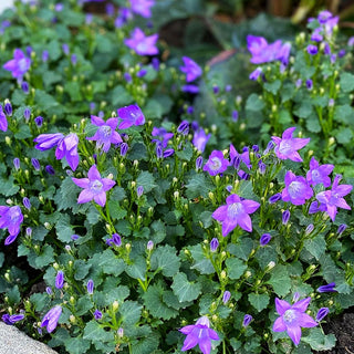 Polster-Glockenblume 'Resholt' (Campanula portenschlagiana)