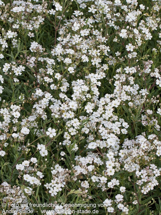 Polster-Schleierkraut (Gypsophila repens)