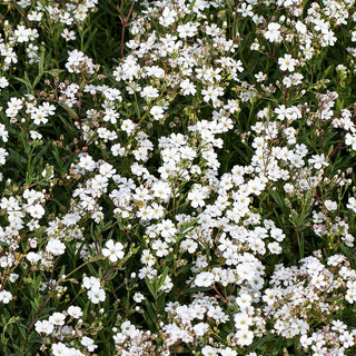 Polster-Schleierkraut (Gypsophila repens)