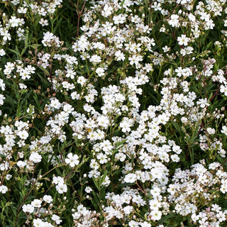 Polster-Schleierkraut (Gypsophila repens)