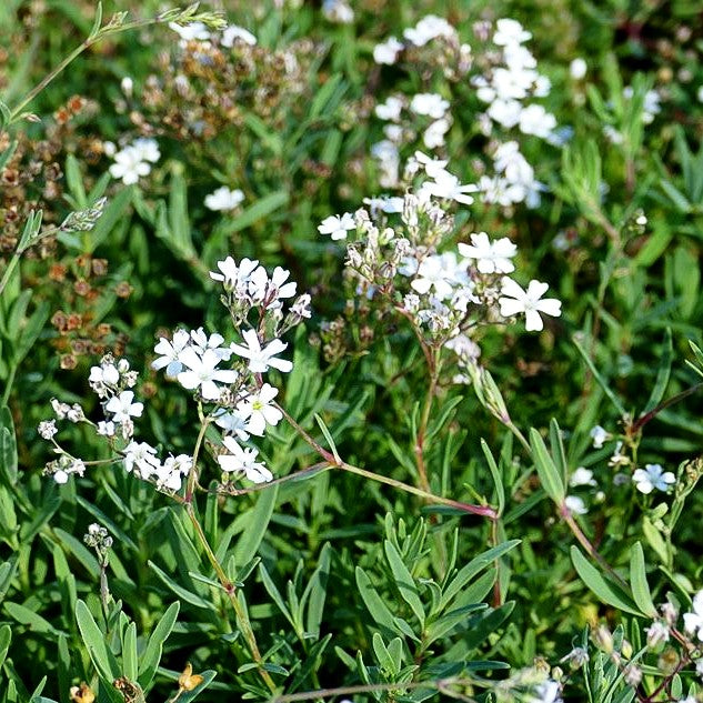 Polster-Schleierkraut (Gypsophila repens)