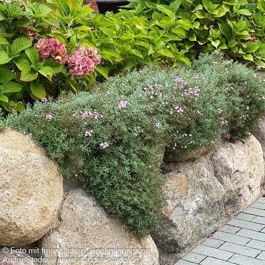 Polster-Schleierkraut 'Rosea' (Gypsophila repens)