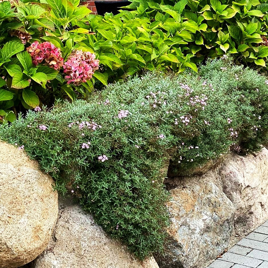 Polster-Schleierkraut 'Rosea' (Gypsophila repens)