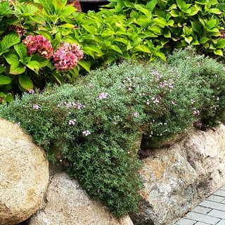 Polster-Schleierkraut 'Rosea' (Gypsophila repens)
