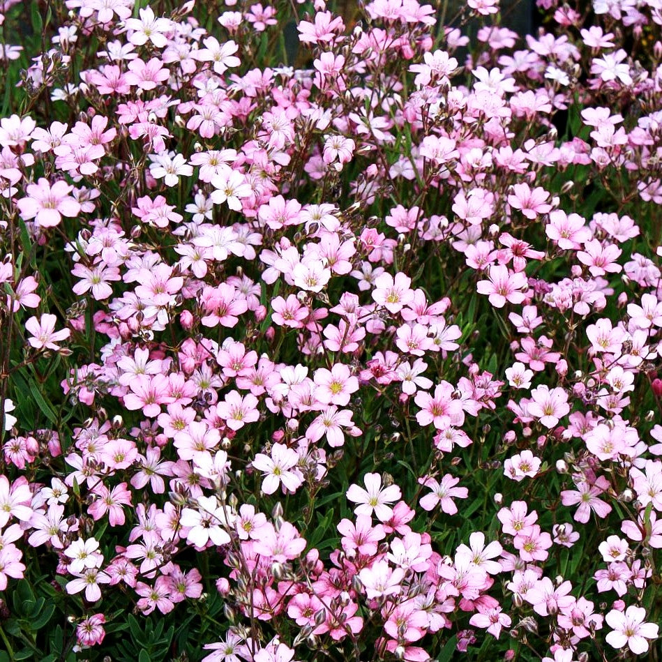 Polster-Schleierkraut 'Rosea' (Gypsophila repens)