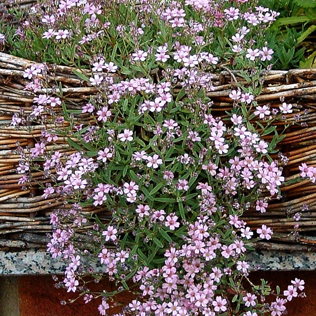 Polster-Schleierkraut 'Rosea' (Gypsophila repens)