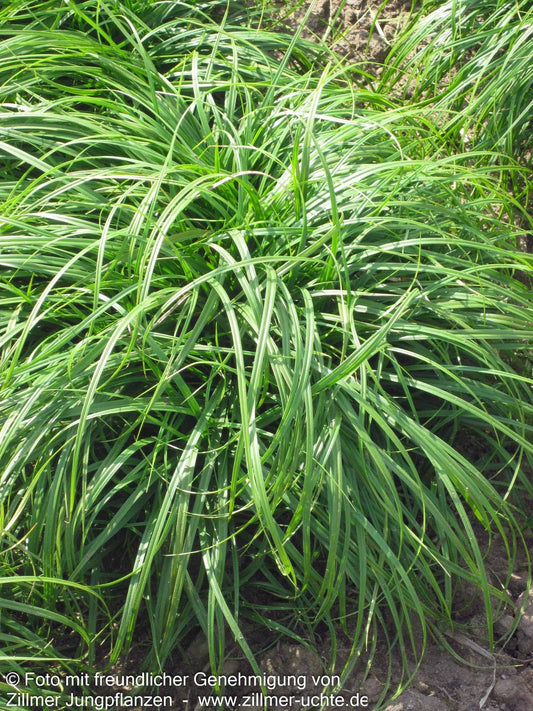 Polsterartige Segge 'The Beatles' (Carex caryophyllea)