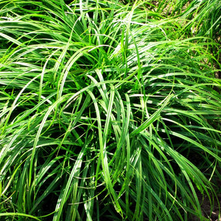 Polsterartige Segge 'The Beatles' (Carex caryophyllea)