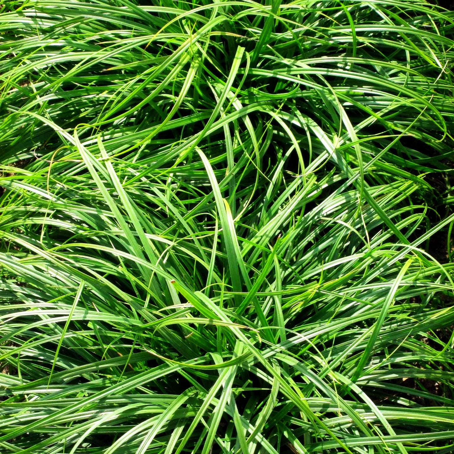 Polsterartige Segge 'The Beatles' (Carex caryophyllea)