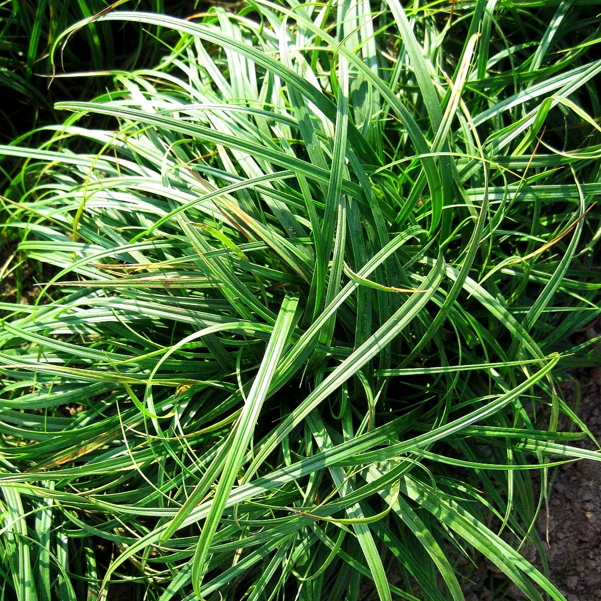 Polsterartige Segge 'The Beatles' (Carex caryophyllea)