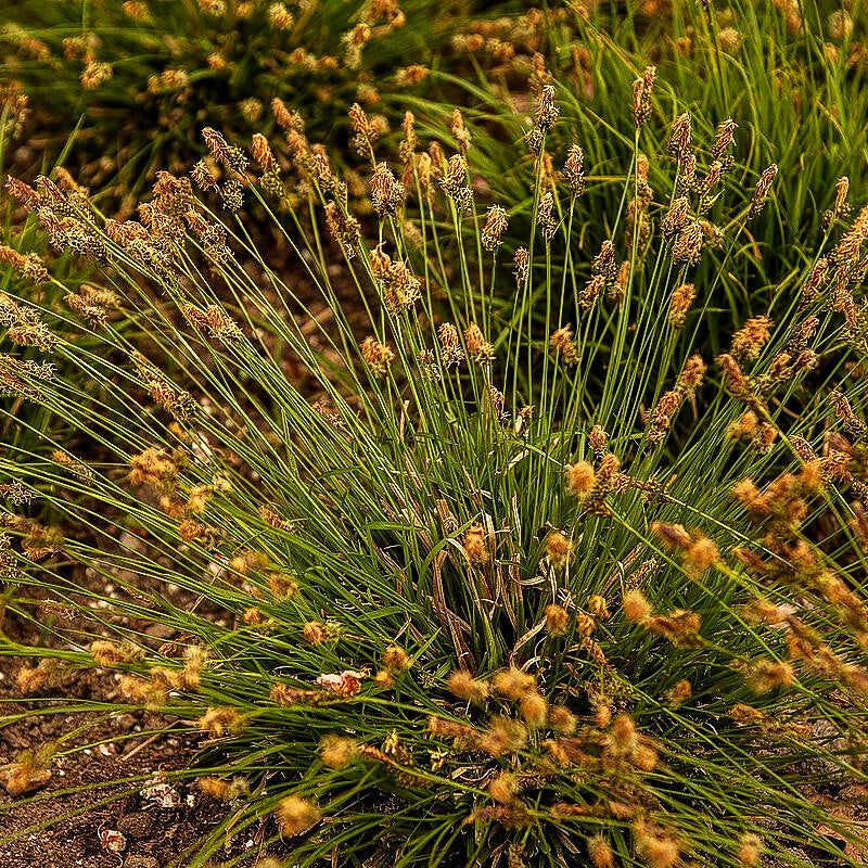 Polsterartige Segge 'The Beatles' (Carex caryophyllea)