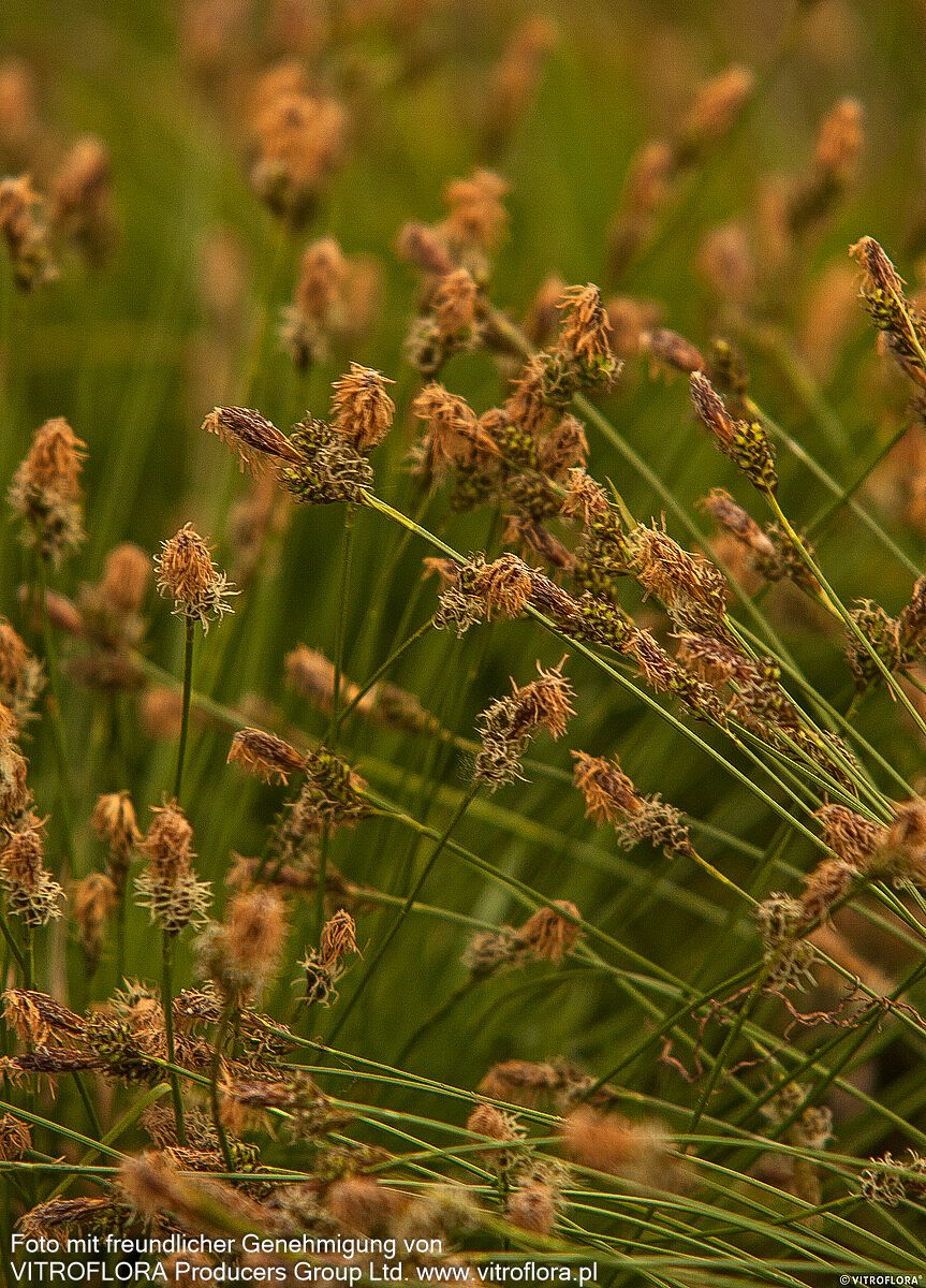 Polsterartige Segge 'The Beatles' (Carex caryophyllea)