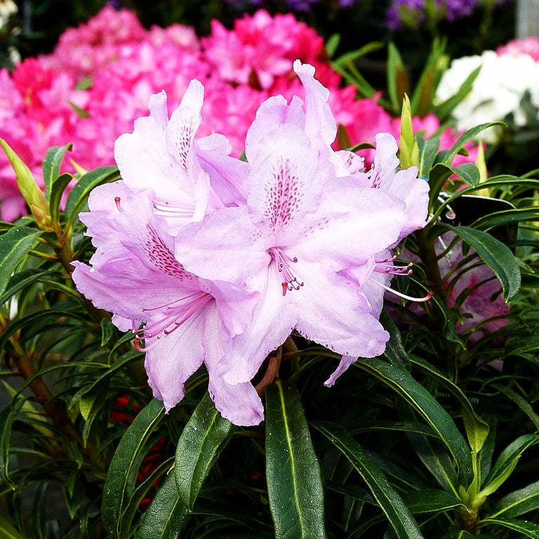 Pontische Alpenrose 'Filigran' (Rhododendron ponticum)