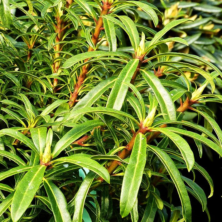 Pontische Alpenrose 'Filigran' (Rhododendron ponticum)