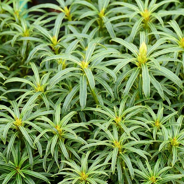 Pontische Alpenrose 'Filigran' (Rhododendron ponticum)