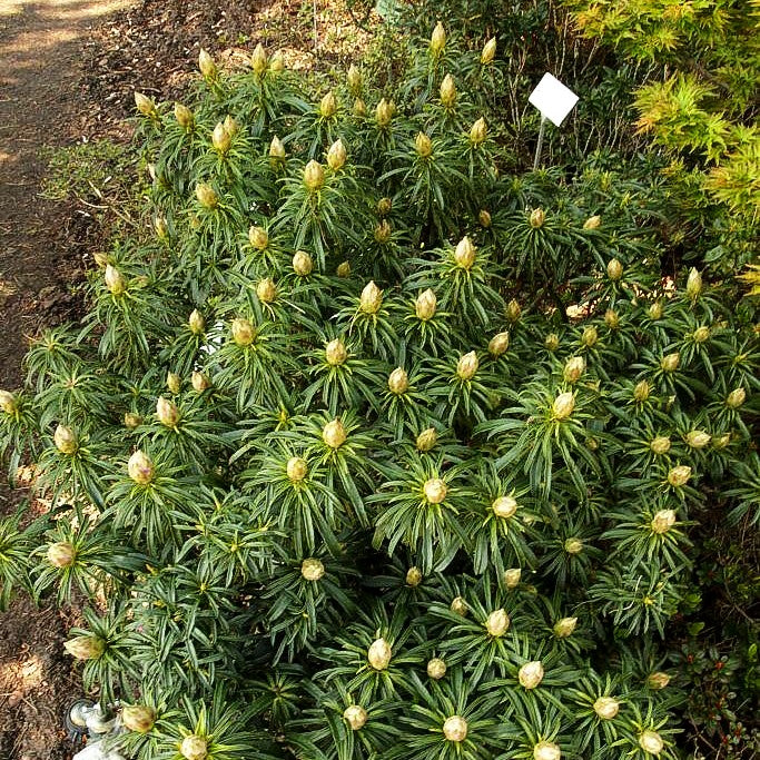 Pontische Alpenrose 'Filigran' (Rhododendron ponticum)
