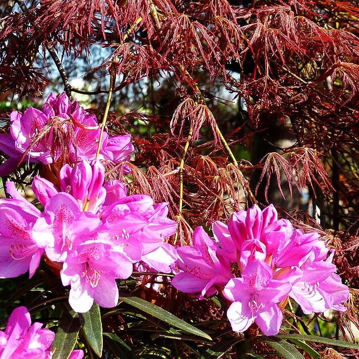 Pontische Alpenrose 'Graziella' (Rhododendron ponticum III)
