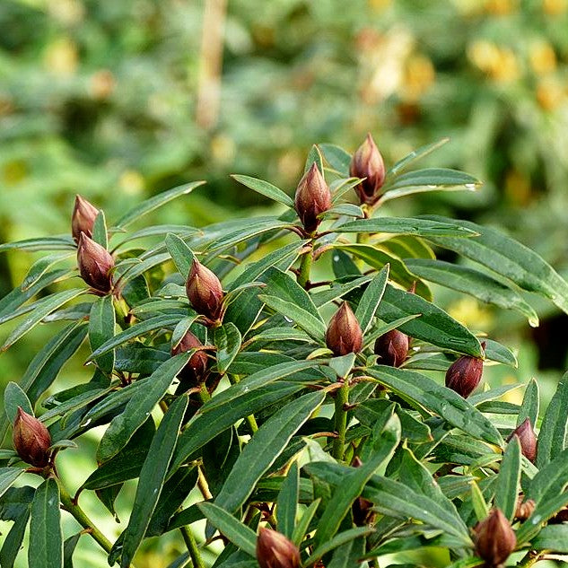 Pontische Alpenrose 'Graziella' (Rhododendron ponticum III)