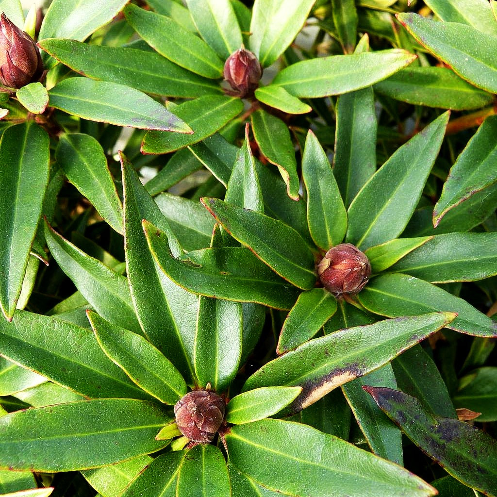 Pontische Alpenrose 'Graziella' (Rhododendron ponticum III)