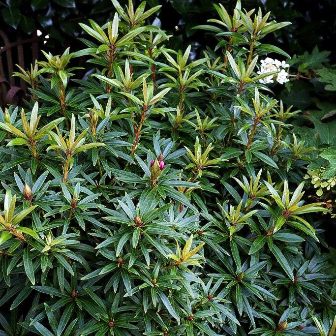 Pontische Alpenrose 'Graziella' (Rhododendron ponticum III)