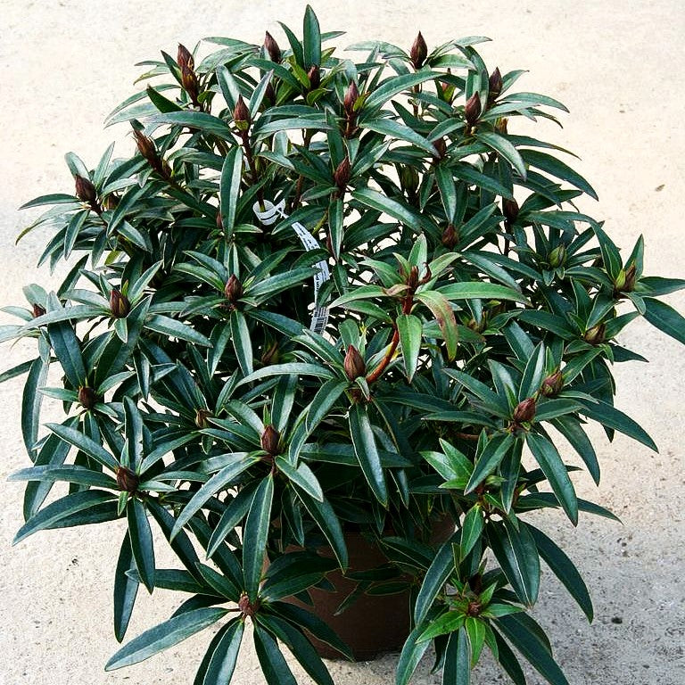 Pontische Alpenrose 'Graziella' (Rhododendron ponticum III)