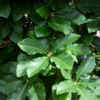 Pontische Eiche, Armenische Eiche (Quercus pontica)