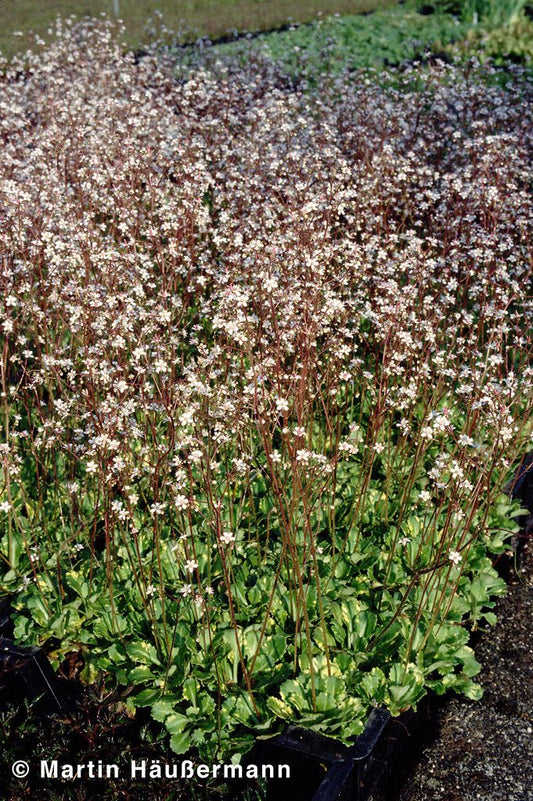 Porzellanblümchen 'Aureopunctata' (Saxifraga x urbium)