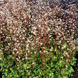 Porzellanblümchen 'Aureopunctata' (Saxifraga x urbium)