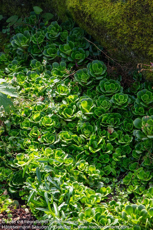 Porzellanblümchen (Saxifraga x urbium)