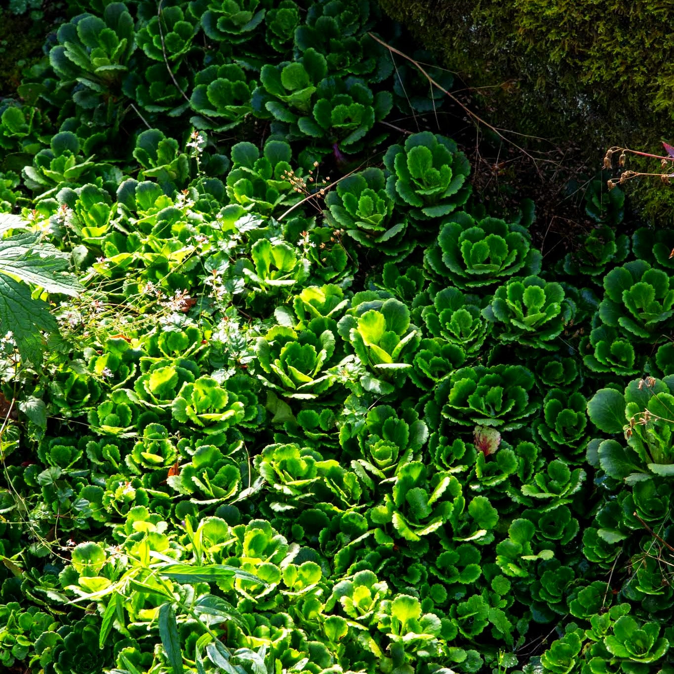 Porzellanblümchen (Saxifraga x urbium)