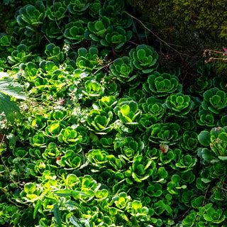 Porzellanblümchen (Saxifraga x urbium)