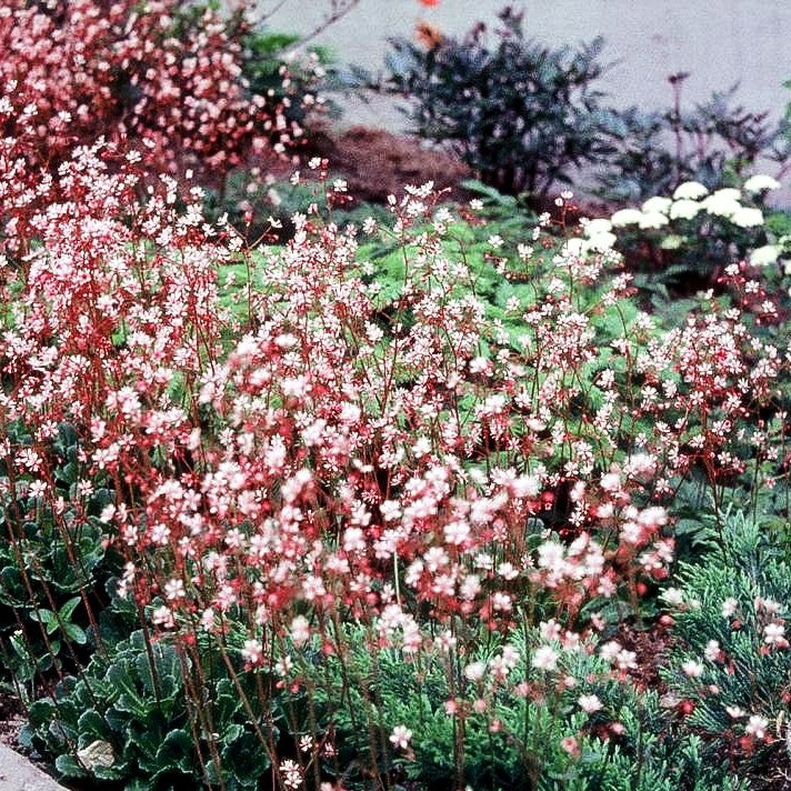 Porzellanblümchen (Saxifraga x urbium)