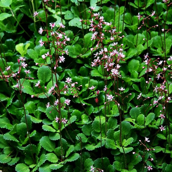 Porzellanblümchen (Saxifraga x urbium)