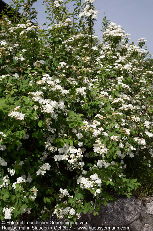 Pracht-Spiere (Spiraea vanhouttei)