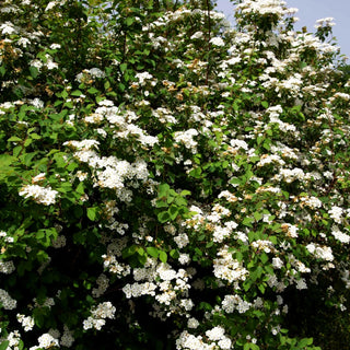 Pracht-Spiere (Spiraea vanhouttei)