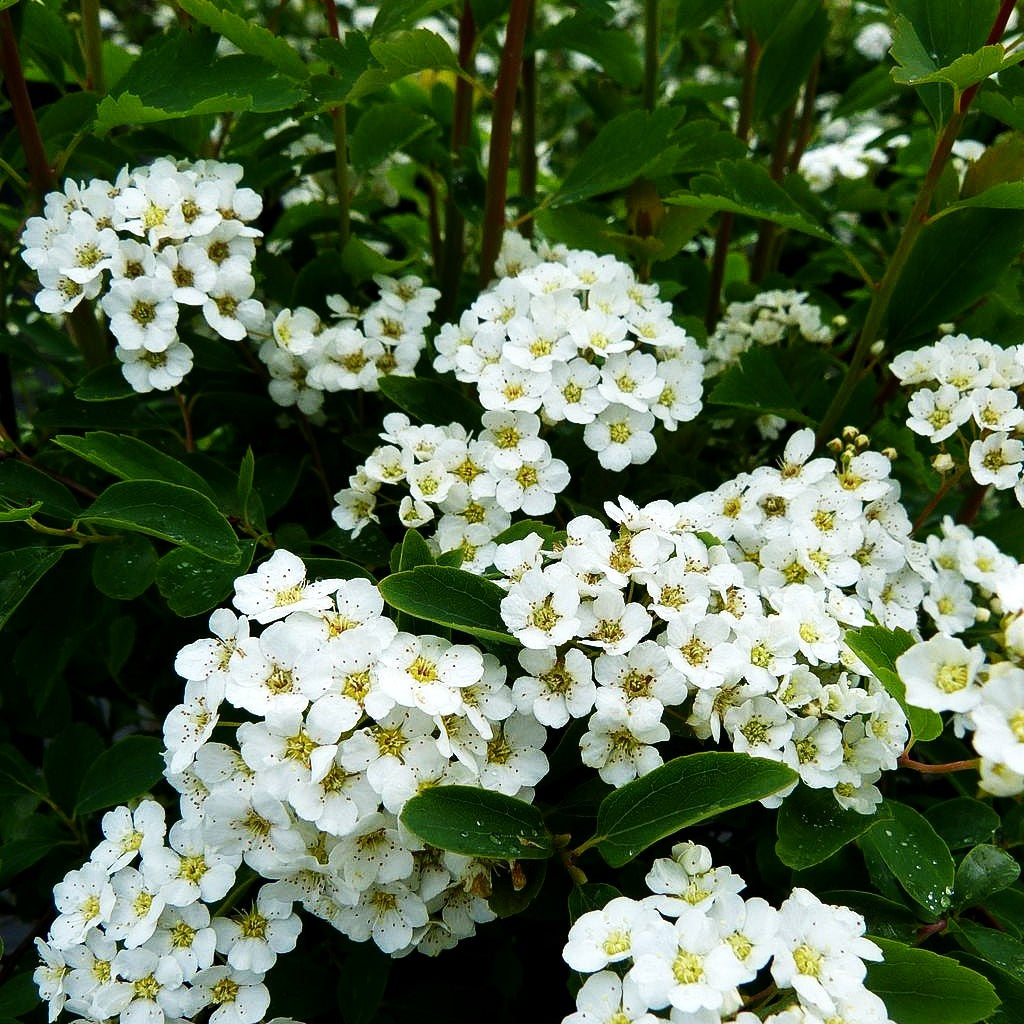 Pracht-Spiere (Spiraea vanhouttei)