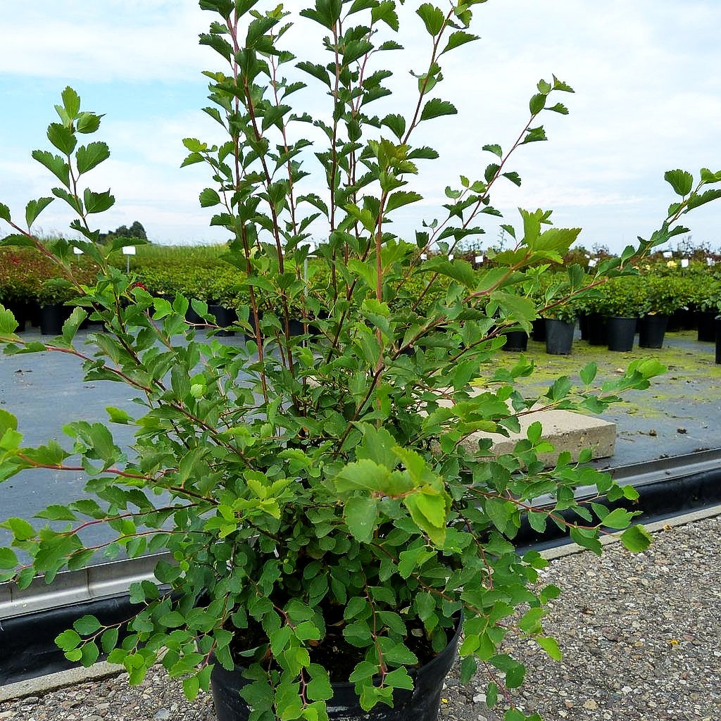 Pracht-Spiere (Spiraea vanhouttei)