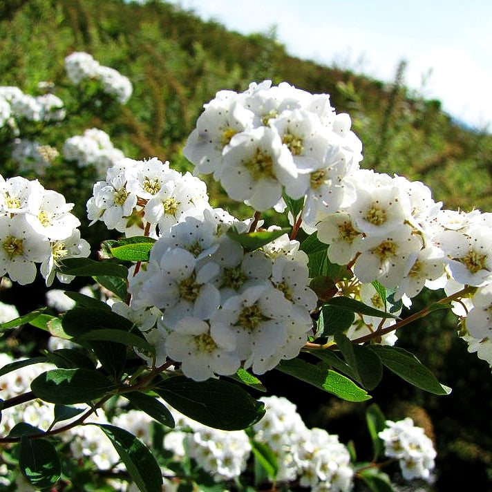 Pracht-Spiere (Spiraea vanhouttei)