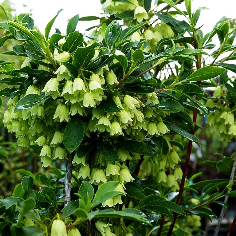 Prachtglocke 'Albiflorus' (Enkianthus campanulatus)