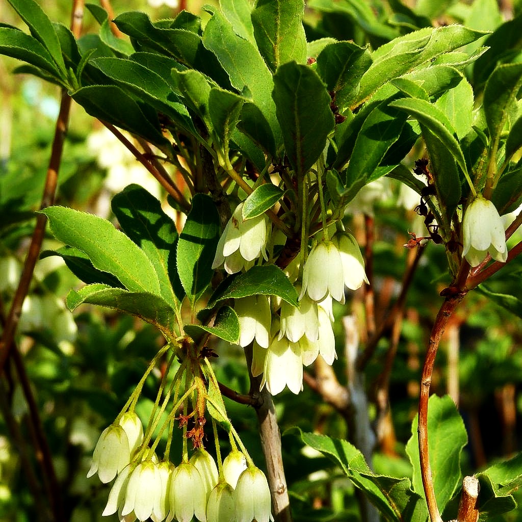 Prachtglocke 'Albiflorus' (Enkianthus campanulatus)