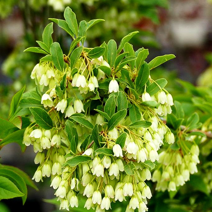 Prachtglocke 'Albiflorus' (Enkianthus campanulatus)