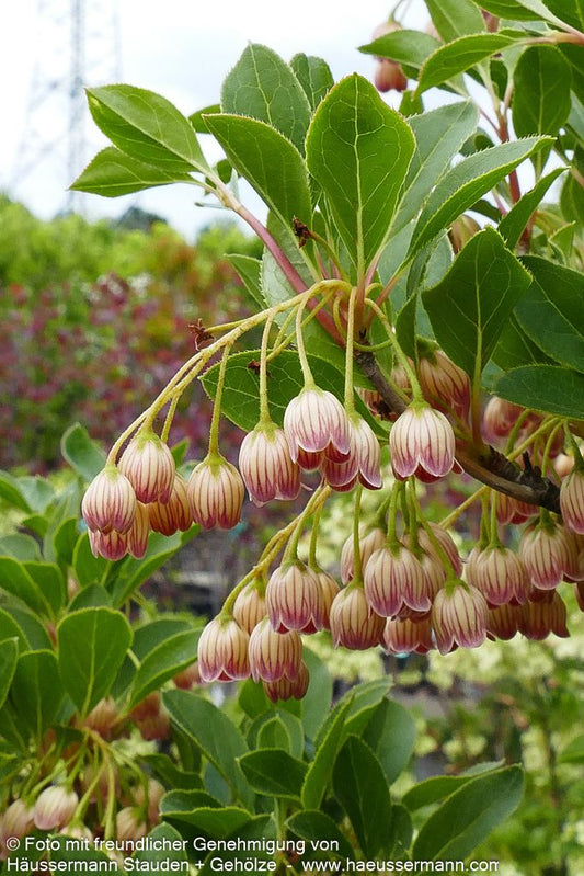 Prachtglocke (Enkianthus campanulatus)