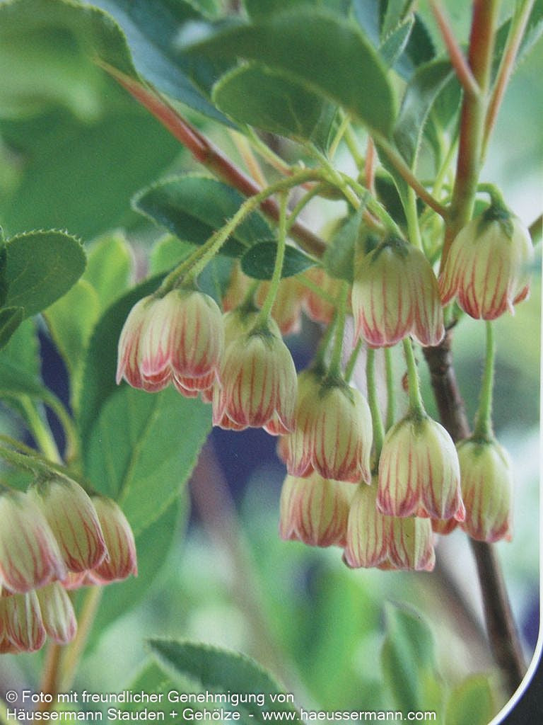Prachtglocke (Enkianthus campanulatus)