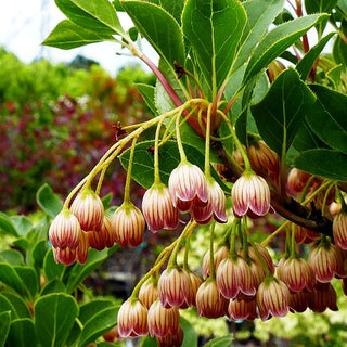 Prachtglocke (Enkianthus campanulatus)