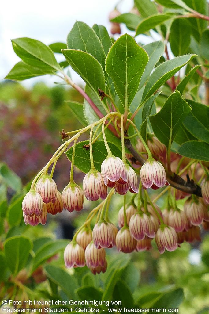 Prachtglocke (Enkianthus campanulatus)