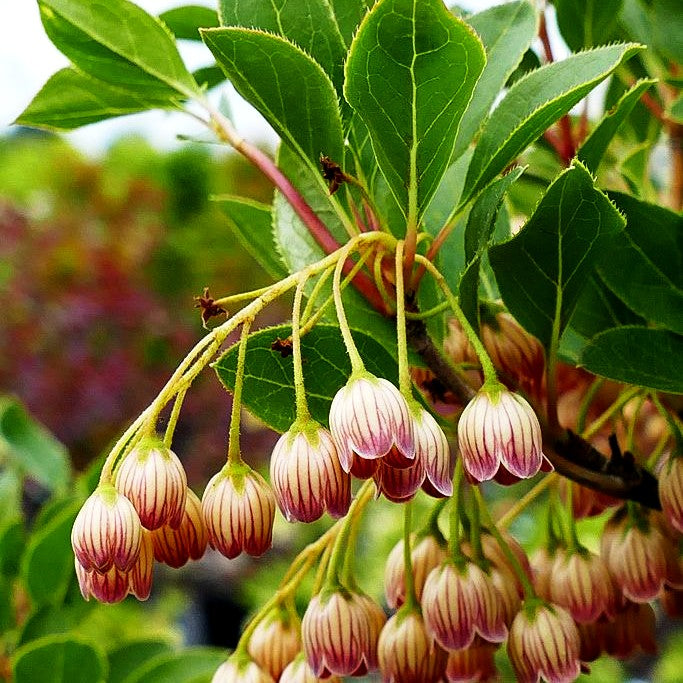 Prachtglocke (Enkianthus campanulatus)