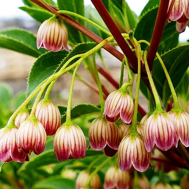 Prachtglocke (Enkianthus campanulatus)